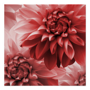 Pôster Flor de monotone vermelho-vibrante