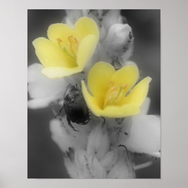 Pôster Flor de Mullein com Besouro em Cor Parcial (Frente)