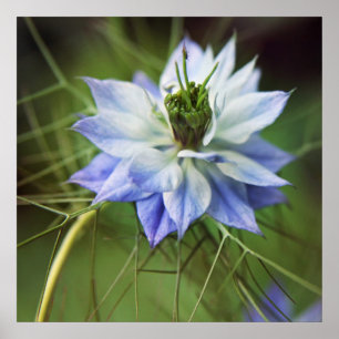 Poster Flor de Nigella Damascina