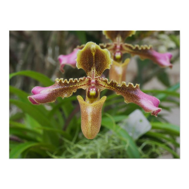 Pôster Flor de orquídea (Frente)