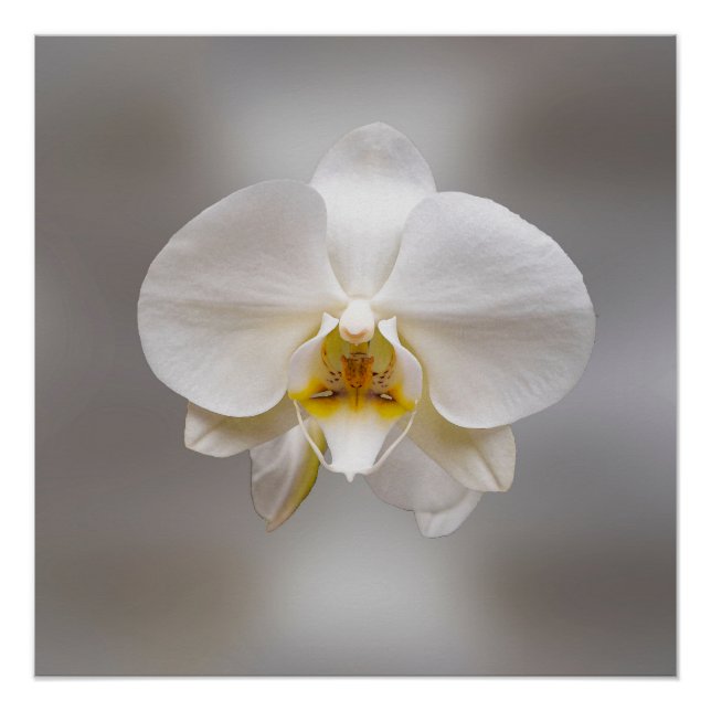 Pôster Flor de orquídea (Frente)