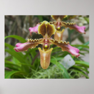 Poster Flor de orquídea