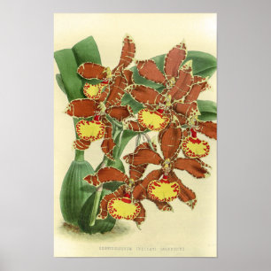 Poster Flor de Orquídea Odontoglossum Vintage