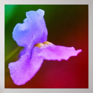 Poster Flor de Orquídea Selvagem