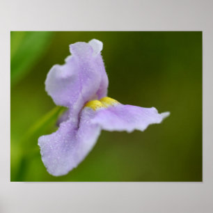 Pôster Flor de Orquídea Selvagem Roxo Pequeno