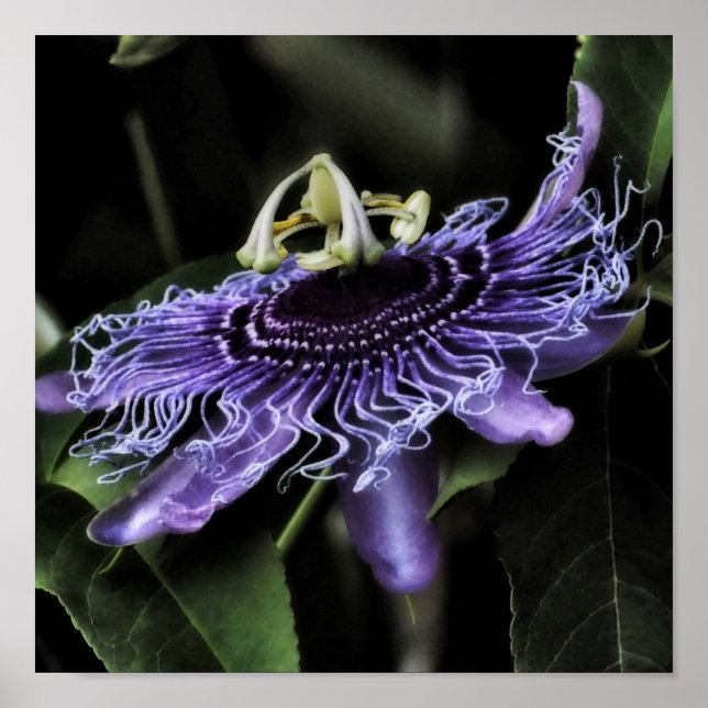 Poster Flor de Paixão (Frente)