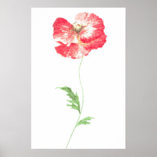 Poster Flor de papoila selvagem