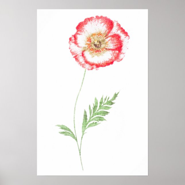Pôster Flor de papoila selvagem (Frente)