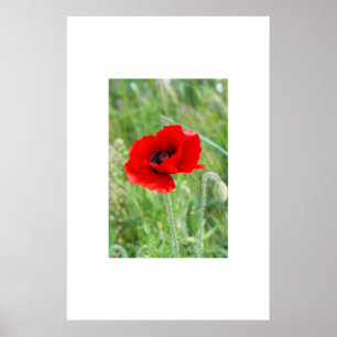 Poster Flor de papoila-vermelha