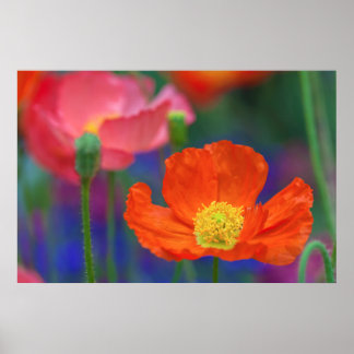 Poster Flor de Papoula Laranja Vibrante