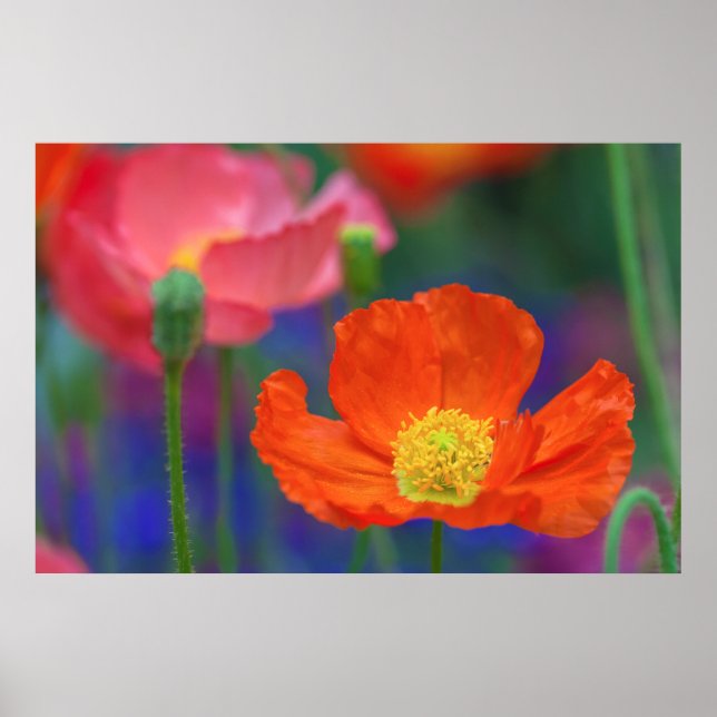Poster Flor de Papoula Laranja Vibrante (Frente)