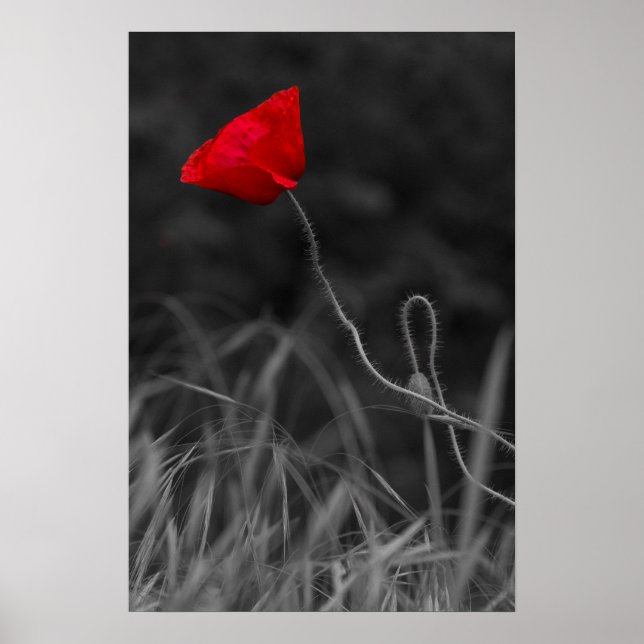 Poster Flor de Papoula Vermelha (Frente)
