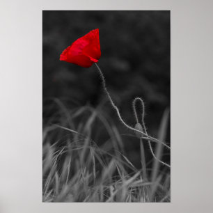 Poster Flor de Papoula Vermelha