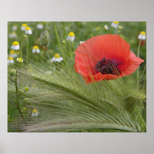 Pôster Flor de papoula vermelha, Toscana, Itália
