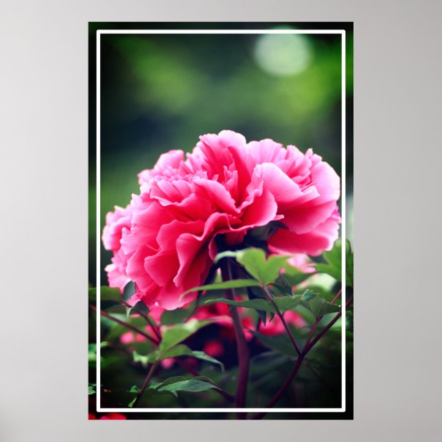 Poster Flor de Pedônia Rosa no Jardim-33333 (Frente)