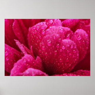 Pôster Flor de Peônia Depois da Chuva Fotografia
