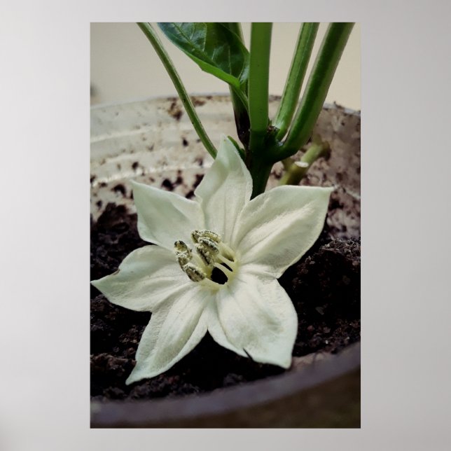 Poster flor de pimentão (Frente)