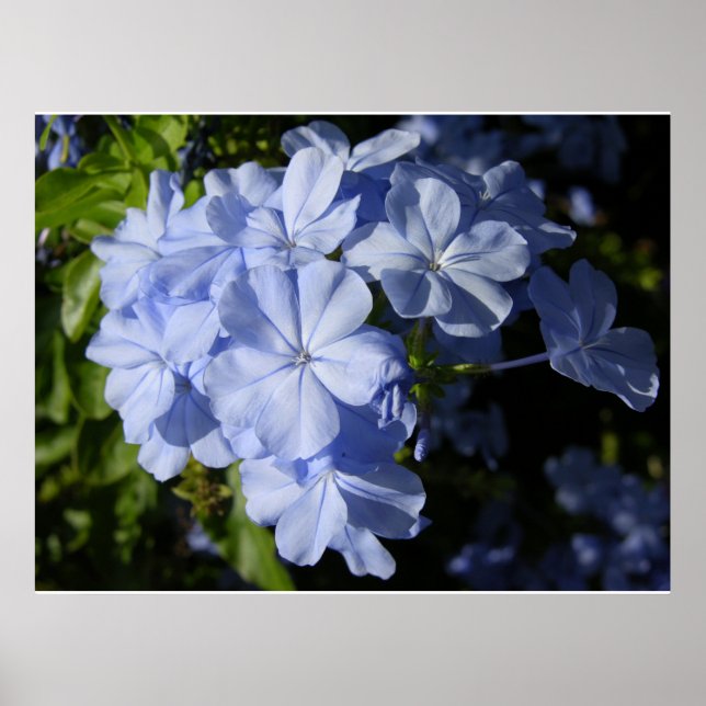 Poster Flor de Plumbago Azul Havaiano (Frente)