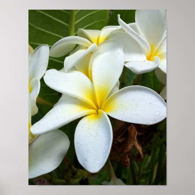 Pôster Flor de Plumeria Branca (Frente)
