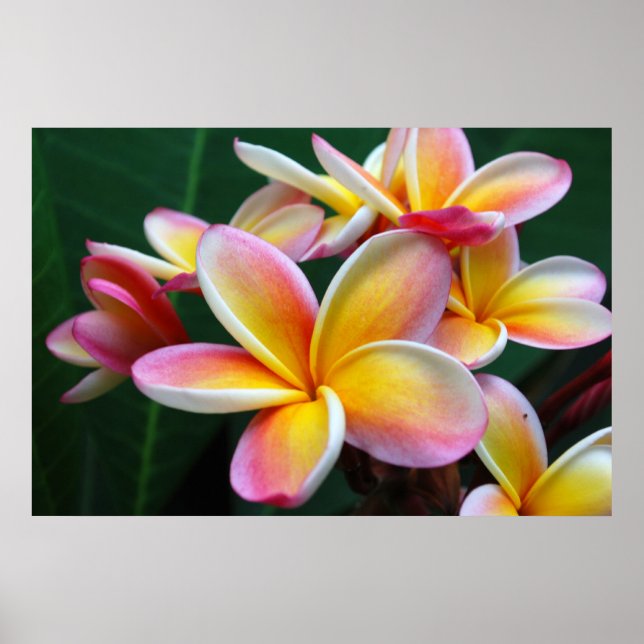 Poster Flor de Plumeria na Canvas! (Frente)