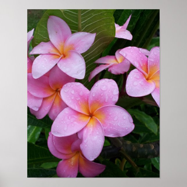 Pôster Flor de Plumeria Rosa (Frente)