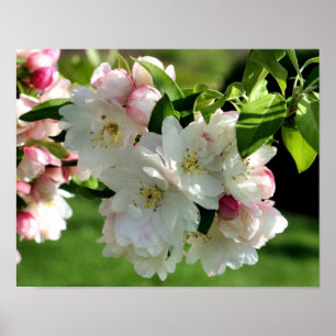 Poster Flor de Primavera precoce Brilhos #2 Floral