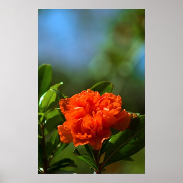 Pôster Flor de Romã (Frente)