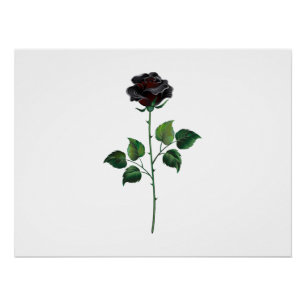 Pôster Flor de rosa preta