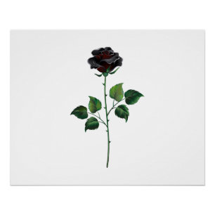 Pôster Flor de rosa preta