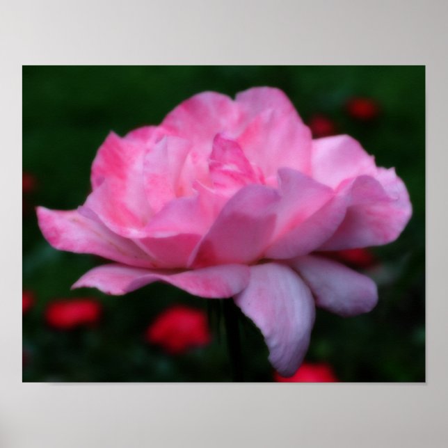 Poster Flor de Rosa Rosa Celestial Orton Art (Frente)