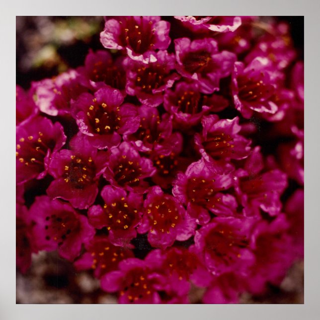 Poster Flor de Saxifragem Roxo Oliktok Alaska (Frente)