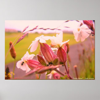 Pôster flor de scotty