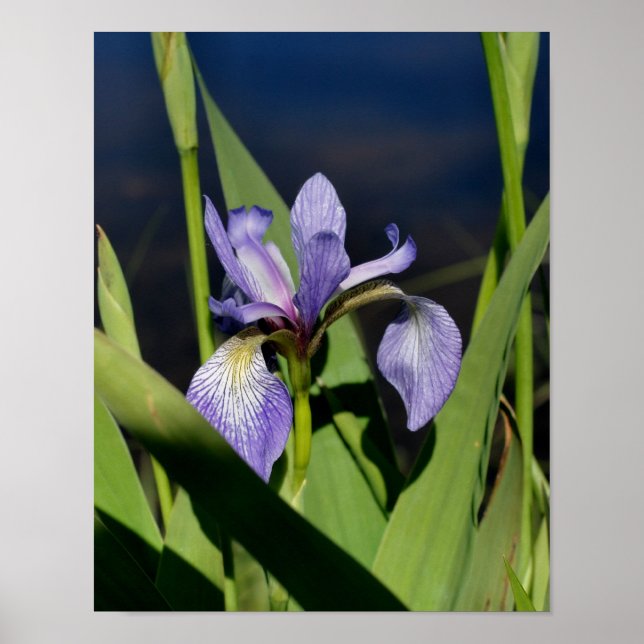 Poster Flor de Sinalizador Azul Iris (Frente)