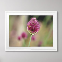 Poster Flor de trevo rosa com abelha