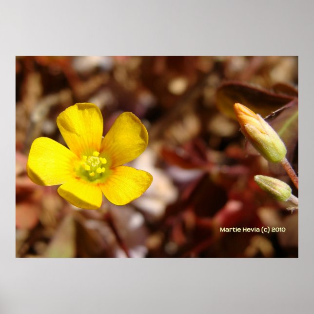 Pôster Flor de Trevo Vermelho (Frente)