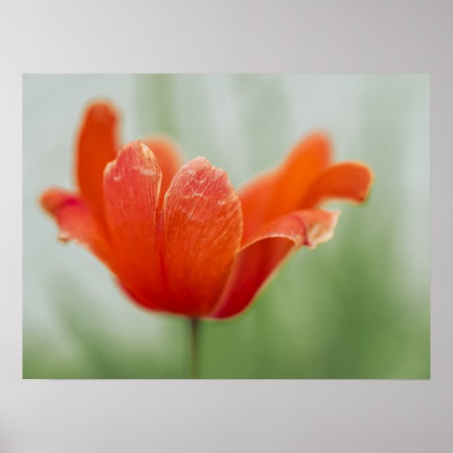 Poster Flor de Tulipa Vermelha Close-up Fotografia da Pét (Frente)