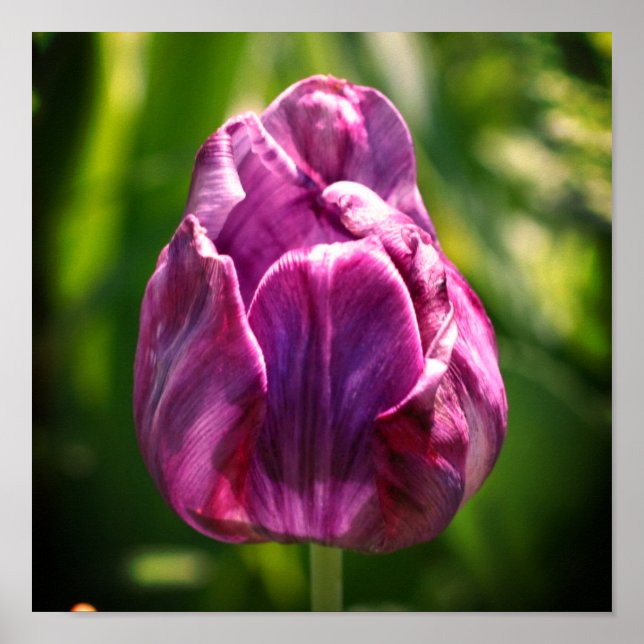 Poster Flor de Tulipas Roxo (Frente)