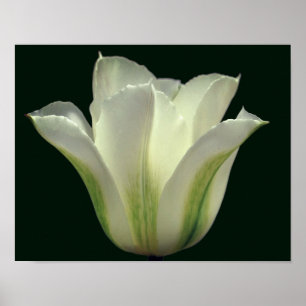 Poster Flor de Tulpa com Faixa Verde Feche