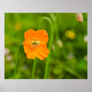 Poster Flor de Verão Amarela Flor de Papoula em Flor em F