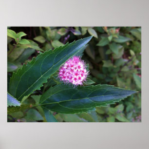 Pôster Flor de Verão rosa