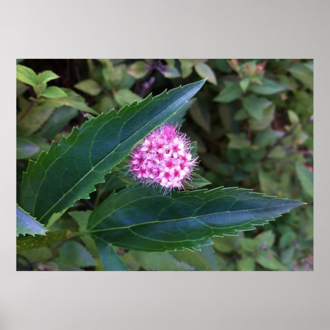 Pôster Flor de Verão rosa (Frente)