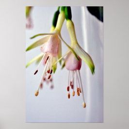 Poster Flor de Verão White Fuchsia Hawkshead
