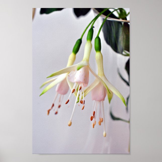Poster Flor de Verão White Fuchsia Hawkshead (Frente)
