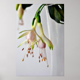 Poster Flor de Verão White Fuchsia Hawkshead