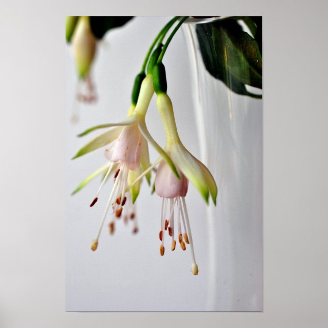 Poster Flor de Verão White Fuchsia Hawkshead (Frente)