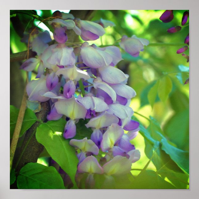 Poster Flor de Wisteria Roxo (Frente)