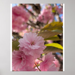 Poster Flor de Yaezakura Rosa