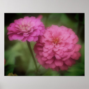 Poster Flor De Zinnia Rosa No Sangue