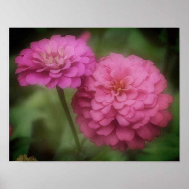 Poster Flor De Zinnia Rosa No Sangue (Frente)