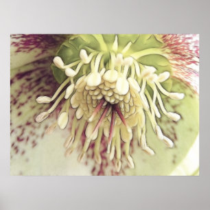 Pôster Flor delicada do Hellebore